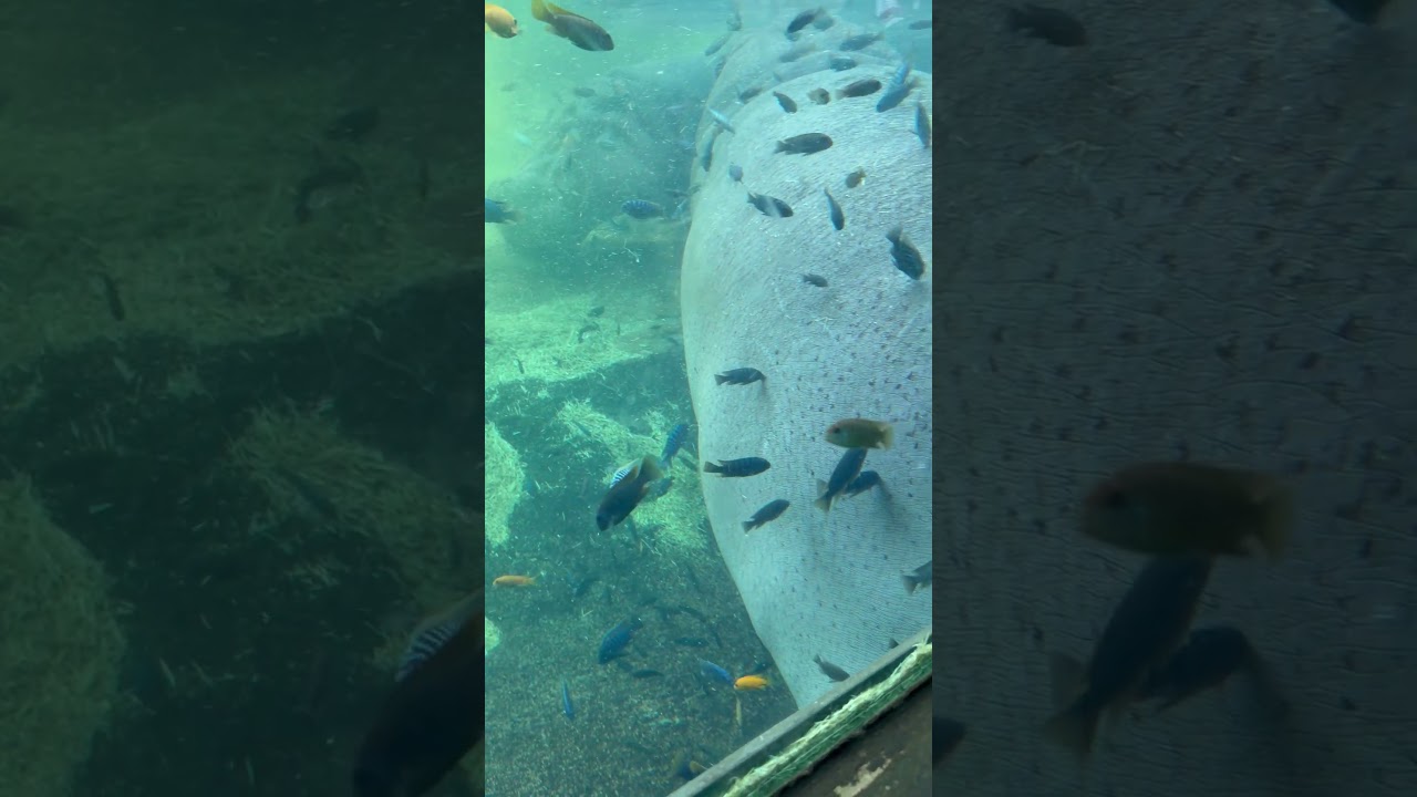 Hippo at San Antonio Zoo