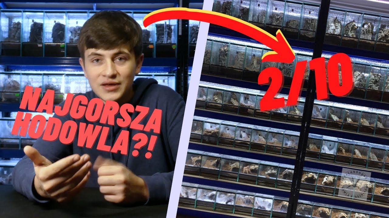 OCENIAM HODOWLE WIDZÓW - ARACHNOHOBBIA