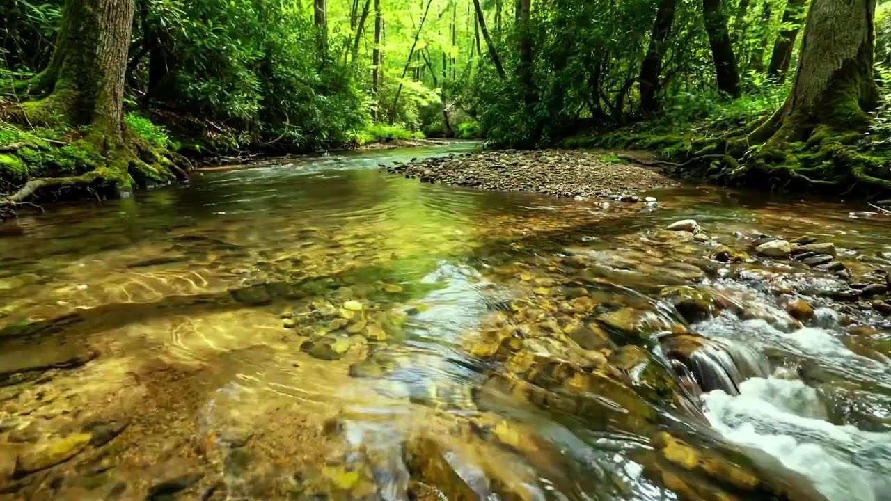 Peaceful River Flowing in Deep Forest, Birds Singing in Trees, Relaxing White Noise for Deep Sleep