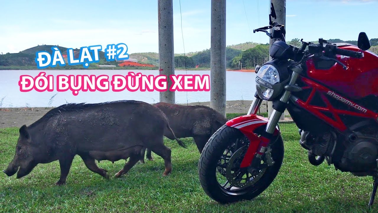 Đói bụng đừng xem vlog này | Tour Đà Lạt cùng Ducati Monster