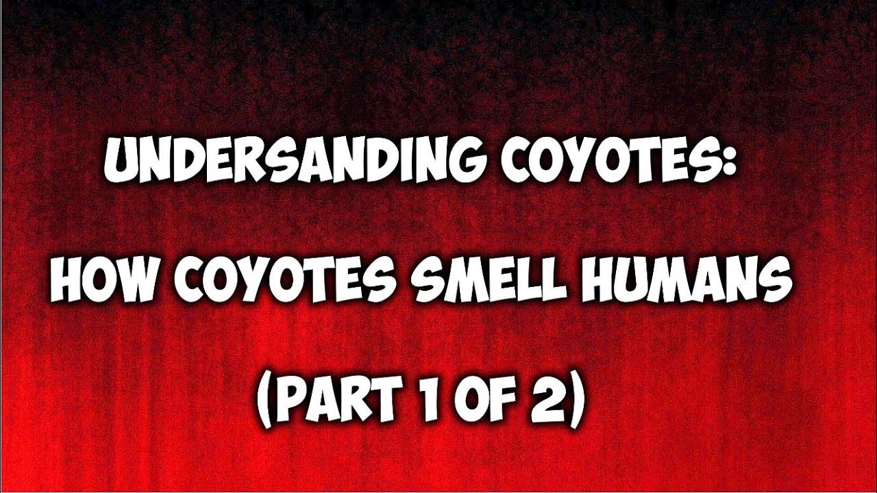 Understanding Coyotes:  How Coyotes Smell Humans