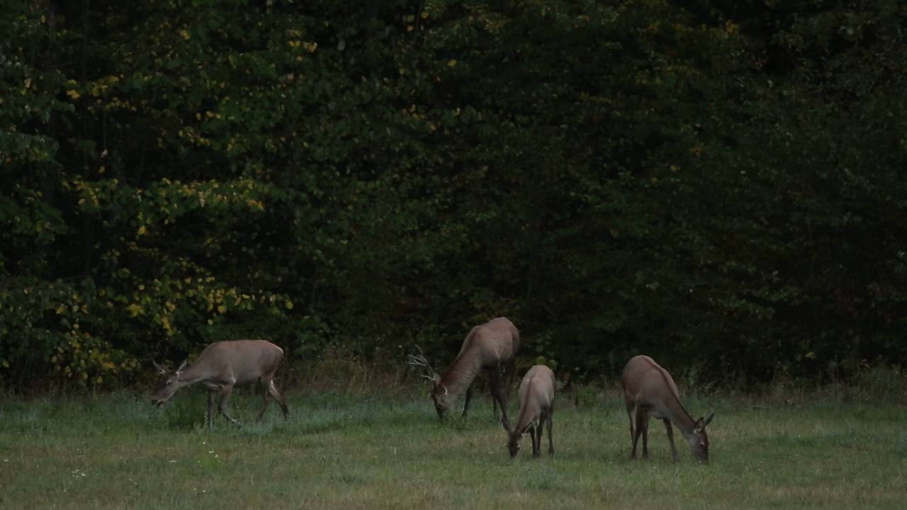 Familie de cerb in Dobrovat