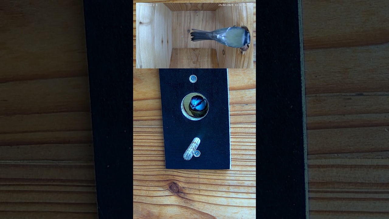 Blaumeise geht in Nistkasten 2 - Blue tit entering nesting box 2 (24.02.2024) # blaumeise