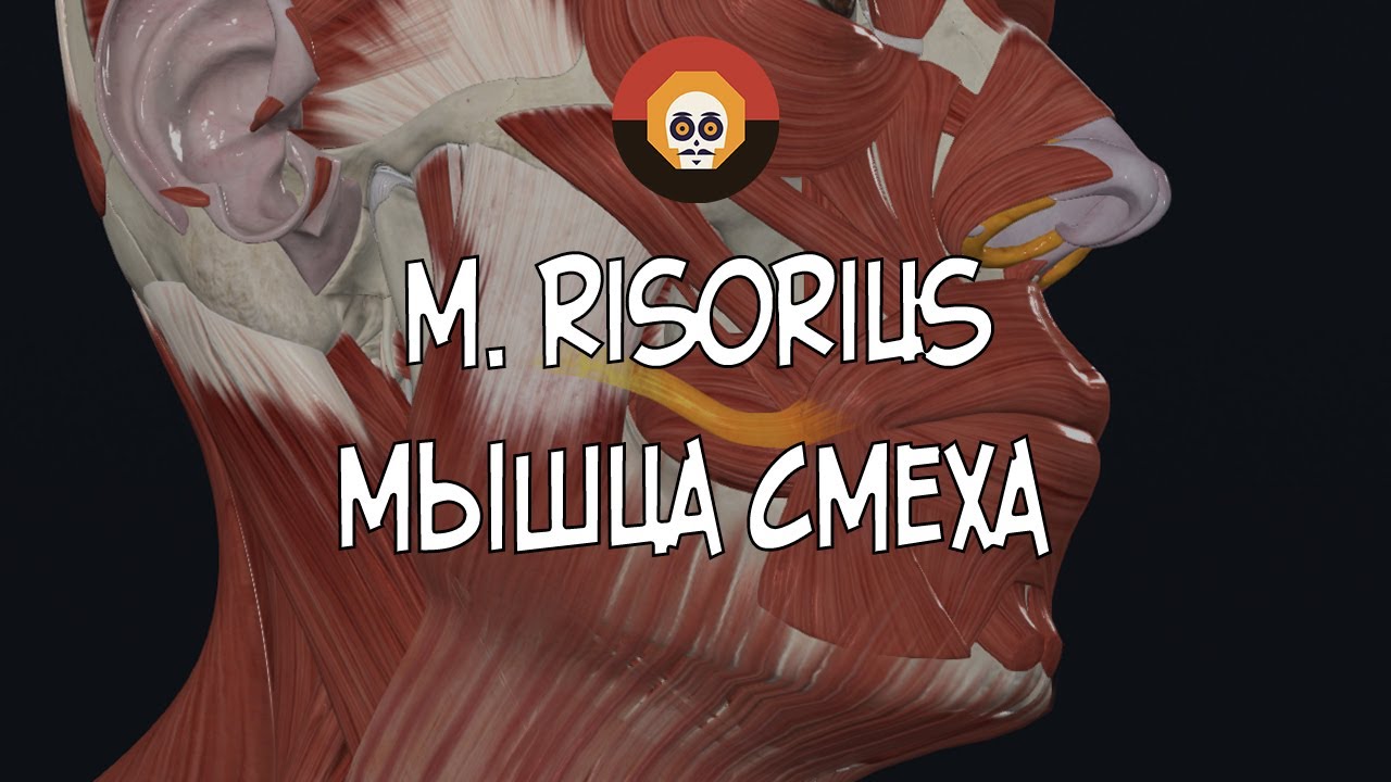 Мышца смеха (m. risorius) 3D Анатомия