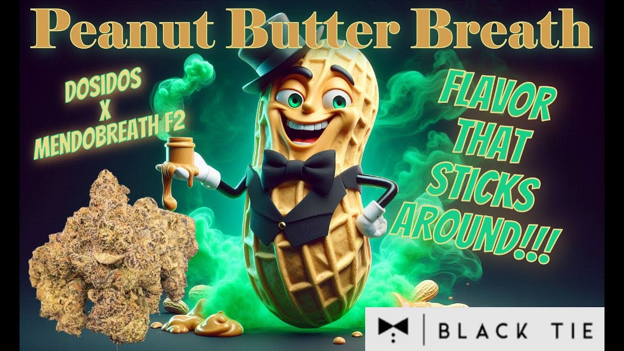 Trying Black Tie Peanut Butter Breath THCa Flower - My Favorite Flavors!