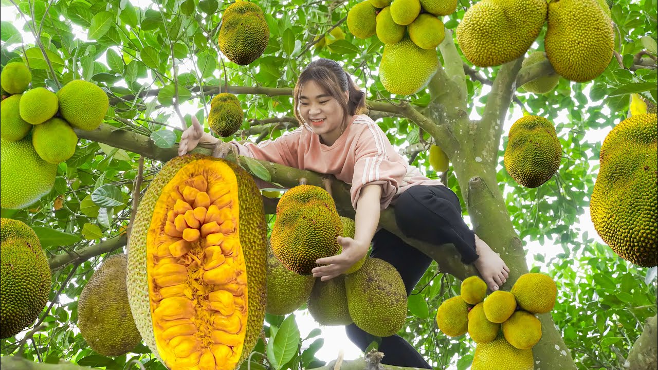 Harvesting THAI JACKFRUIT Goess to market sell - Jackfruit Stuffed With Meat - Lý Thị Linh