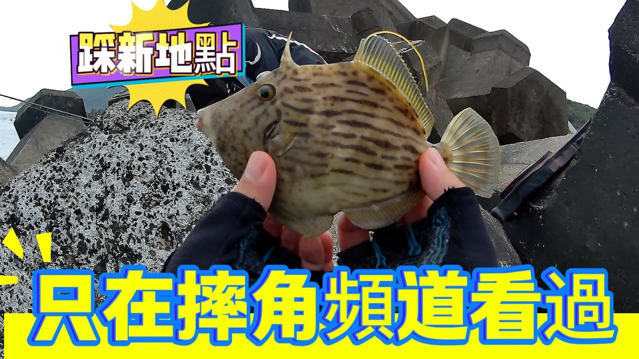 磯釣 漁港 新北市 堤防 岸邊 垂釣 探點 貢寮區 福隆 海域 剝皮魚 刺龜 福隆漁港 福隆車站 福隆便當 20250405