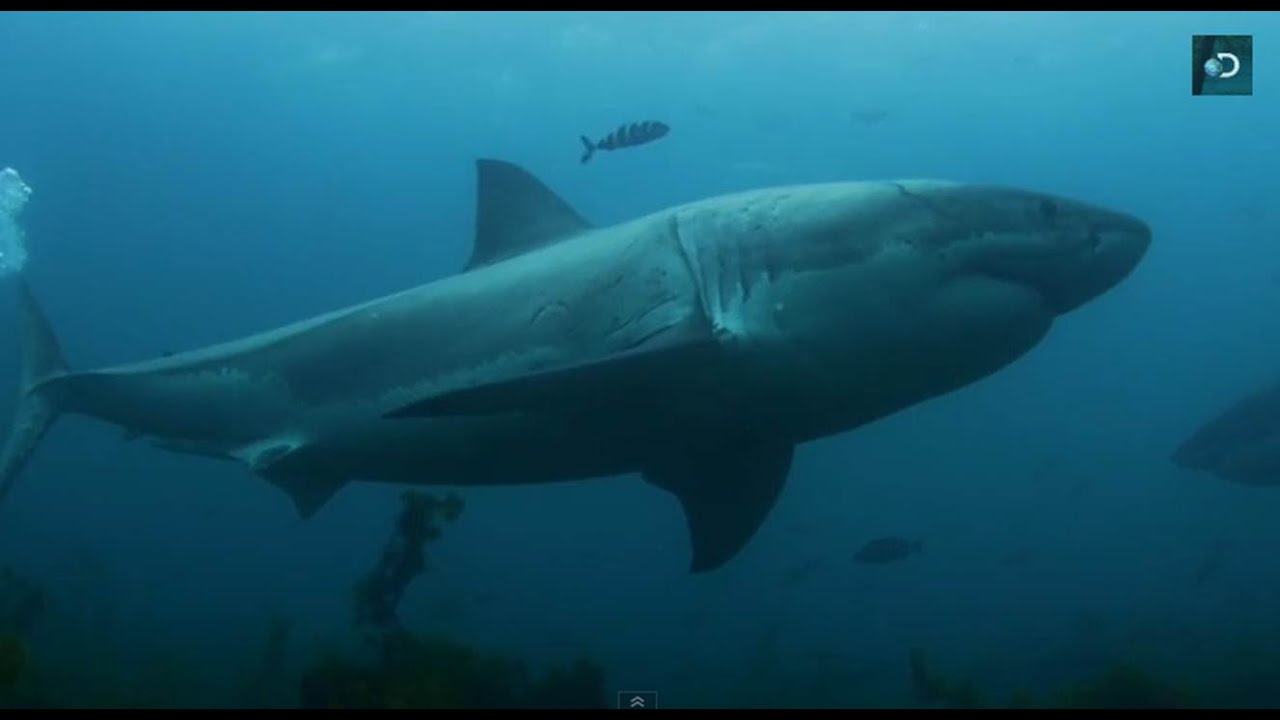 Air Jaws: Fin of Fury: An 18-Foot Mega-Shark Attacks