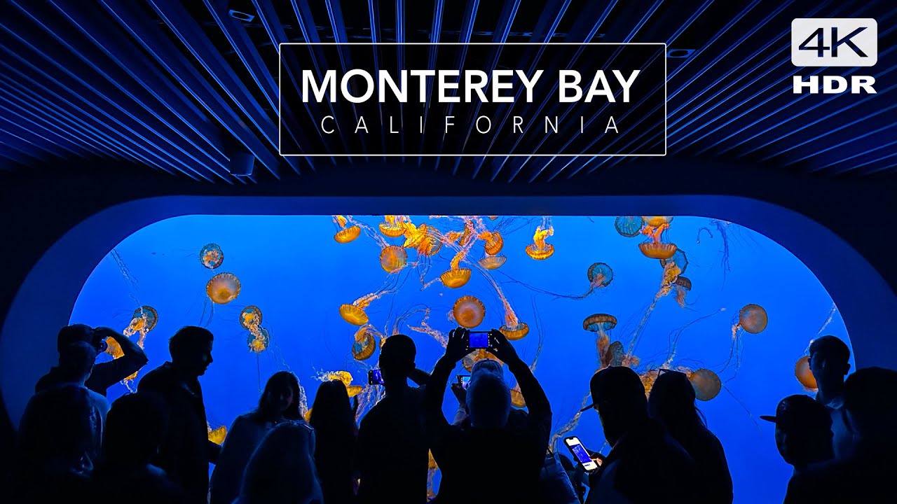 Monterey Bay Aquarium - California 4K - Cinematic Relaxation with calming music.