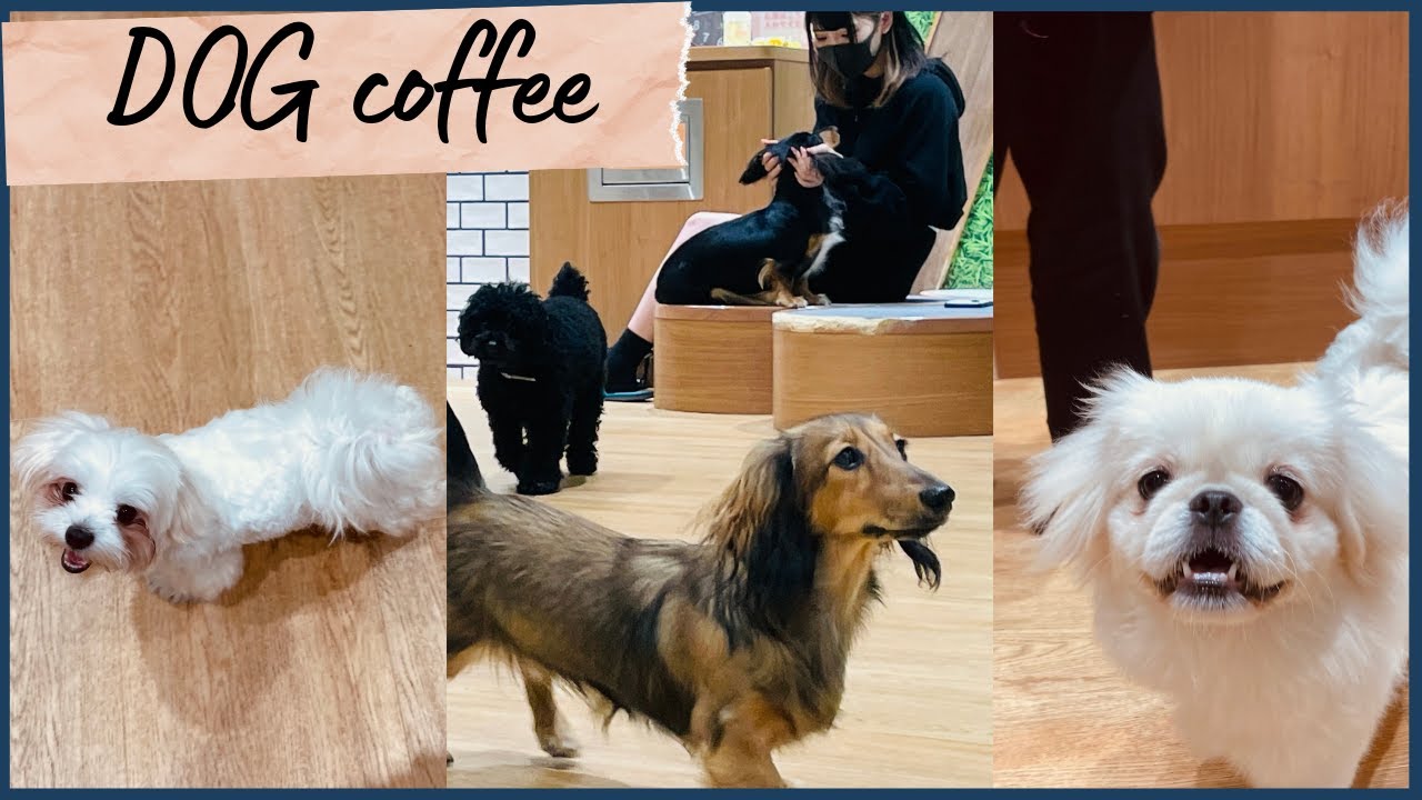 ⑫ Для DOGS LOVER, Dog Coffee｜Kabukichou, Япония