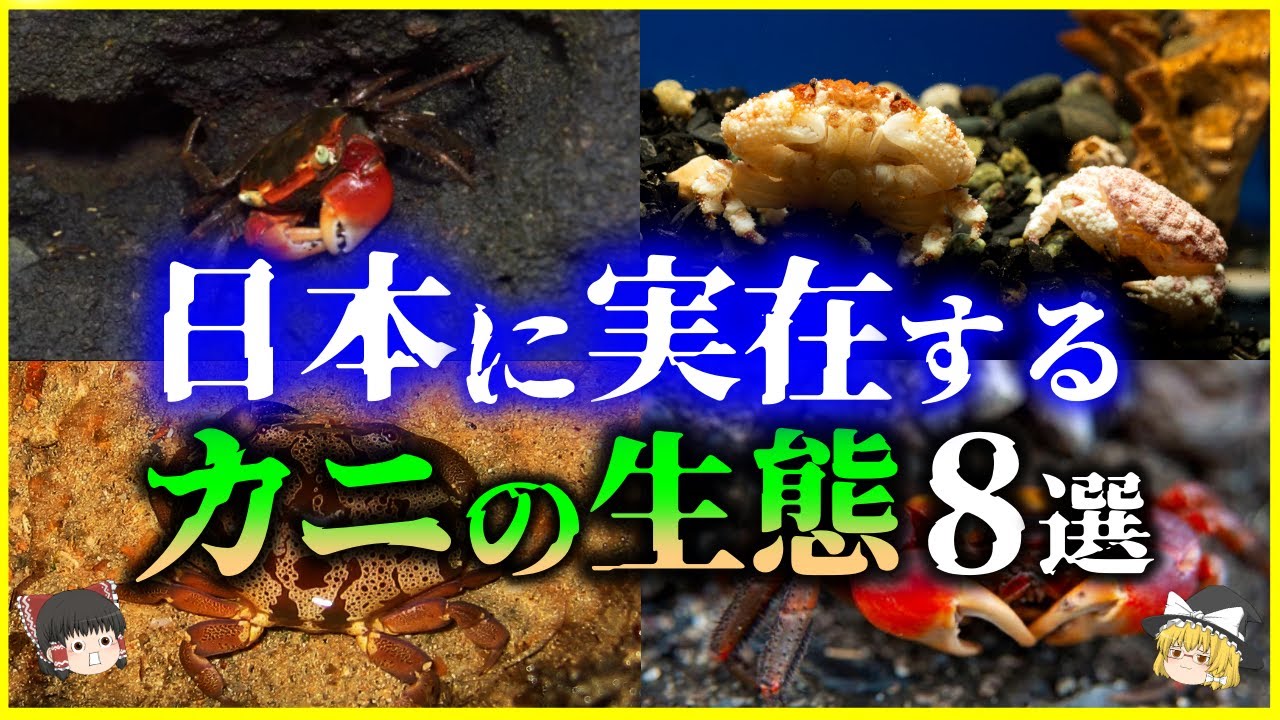 【ゆっくり解説】日本人は世界で最もカニを食べる民族…日本に生息する「カニ」のヤバい生態8選を解説/美味しいカニから最強の猛毒のカニまで