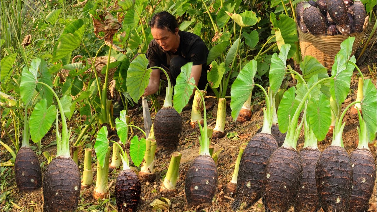 Harvesting Taro & Selling Ducks at the Market &ndash; Cooking