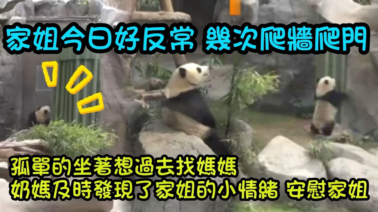 3月5日  家姐今日異常好掛念媽咪，多次爬門爬墻找媽咪，想象不到真的分開家姐會有多難過#香港大熊貓  #大熊貓加加得得