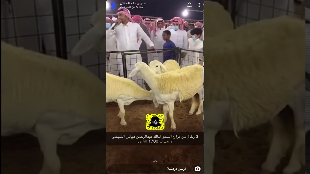تغطية مزاد الاستاذ / عبدالرحمن بن هياس الشيخي مالك مراح السمو 1442/03/13