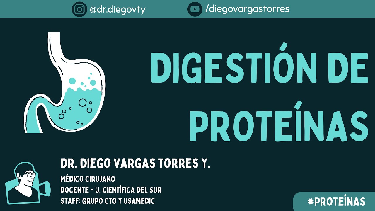 Digestión de Proteínas - Explicación completa! / Dr. Diego VTY