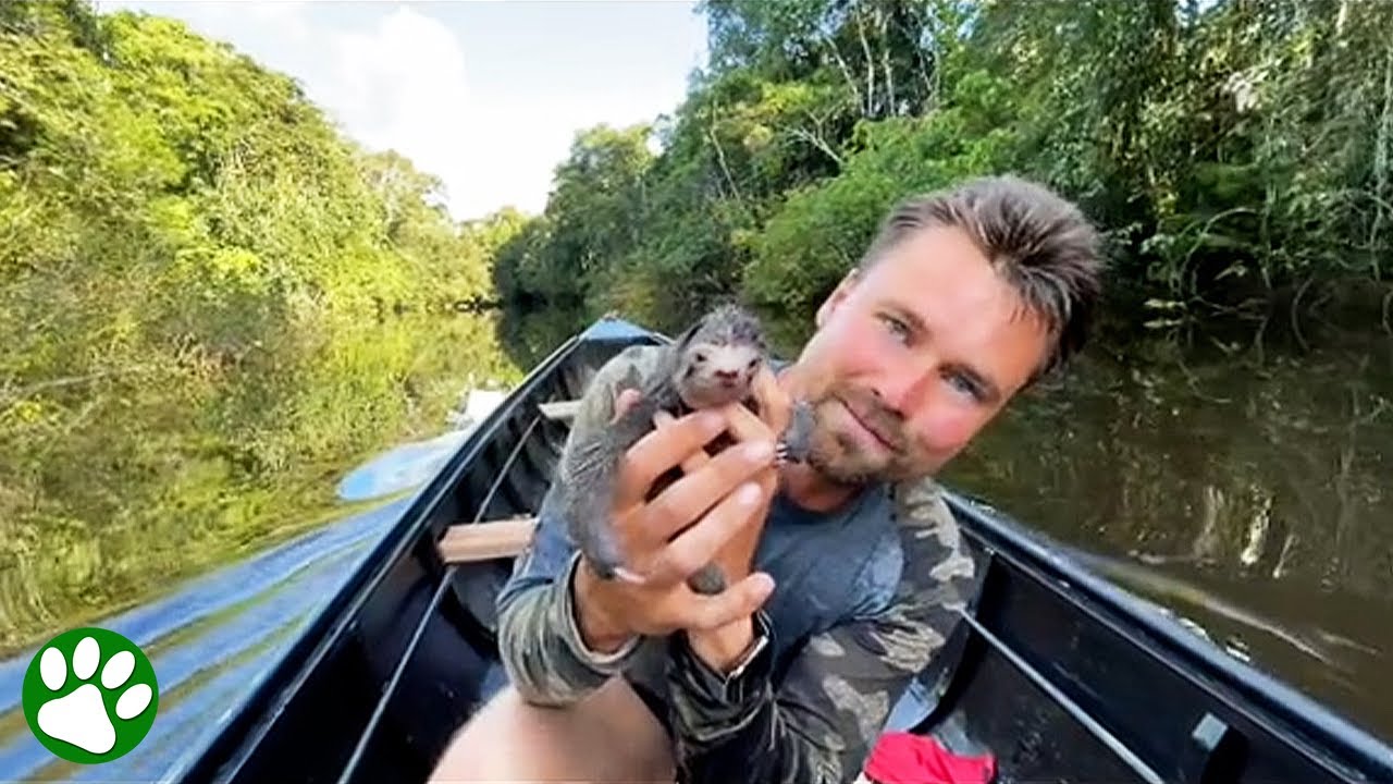 Tiny baby sloth rescued from river