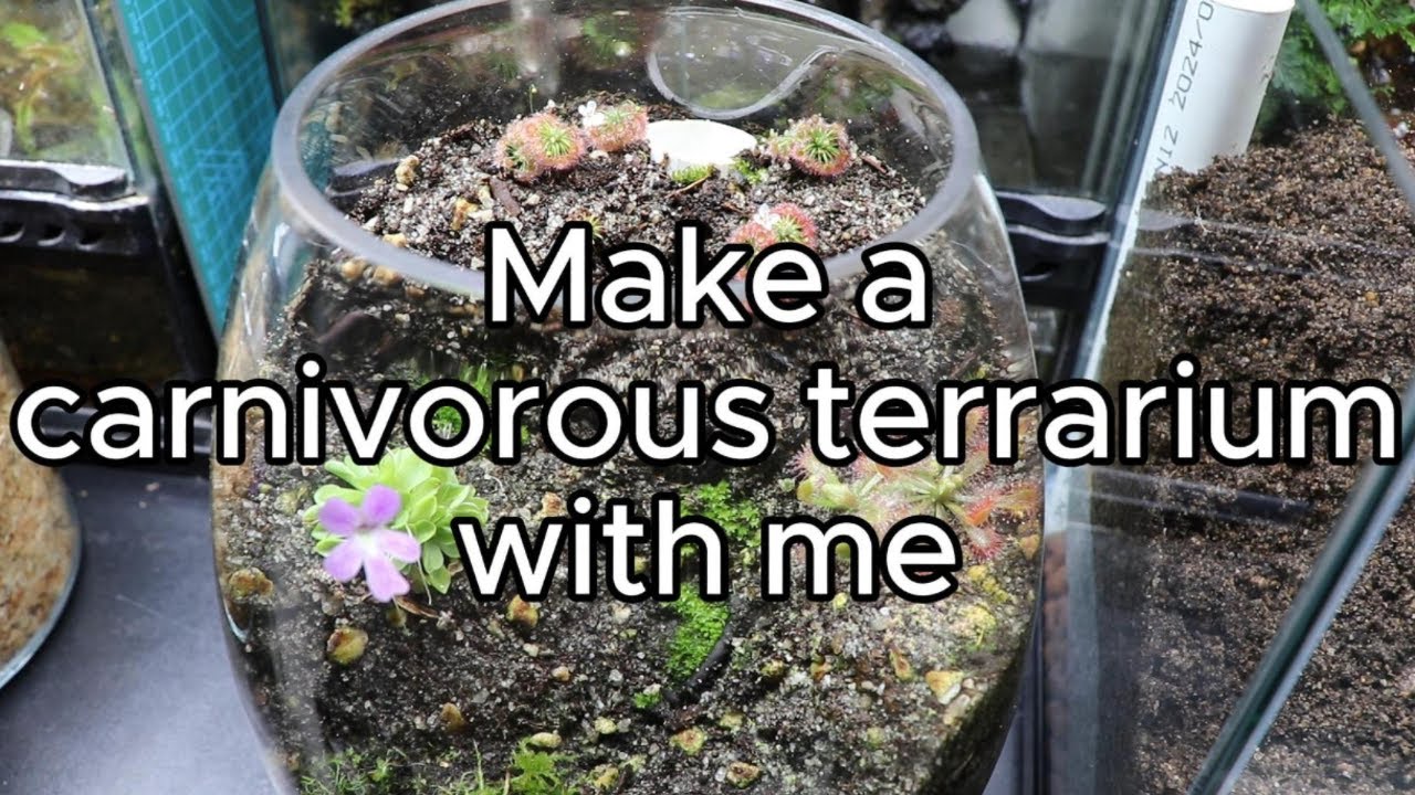 How to make a carnivorous terrarium (bog garden)