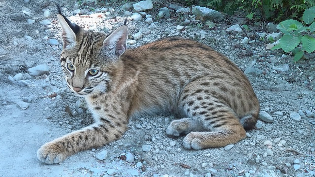 Lone Baby Bobcat Ask a Family for Help—What They Did Next Might Shock You