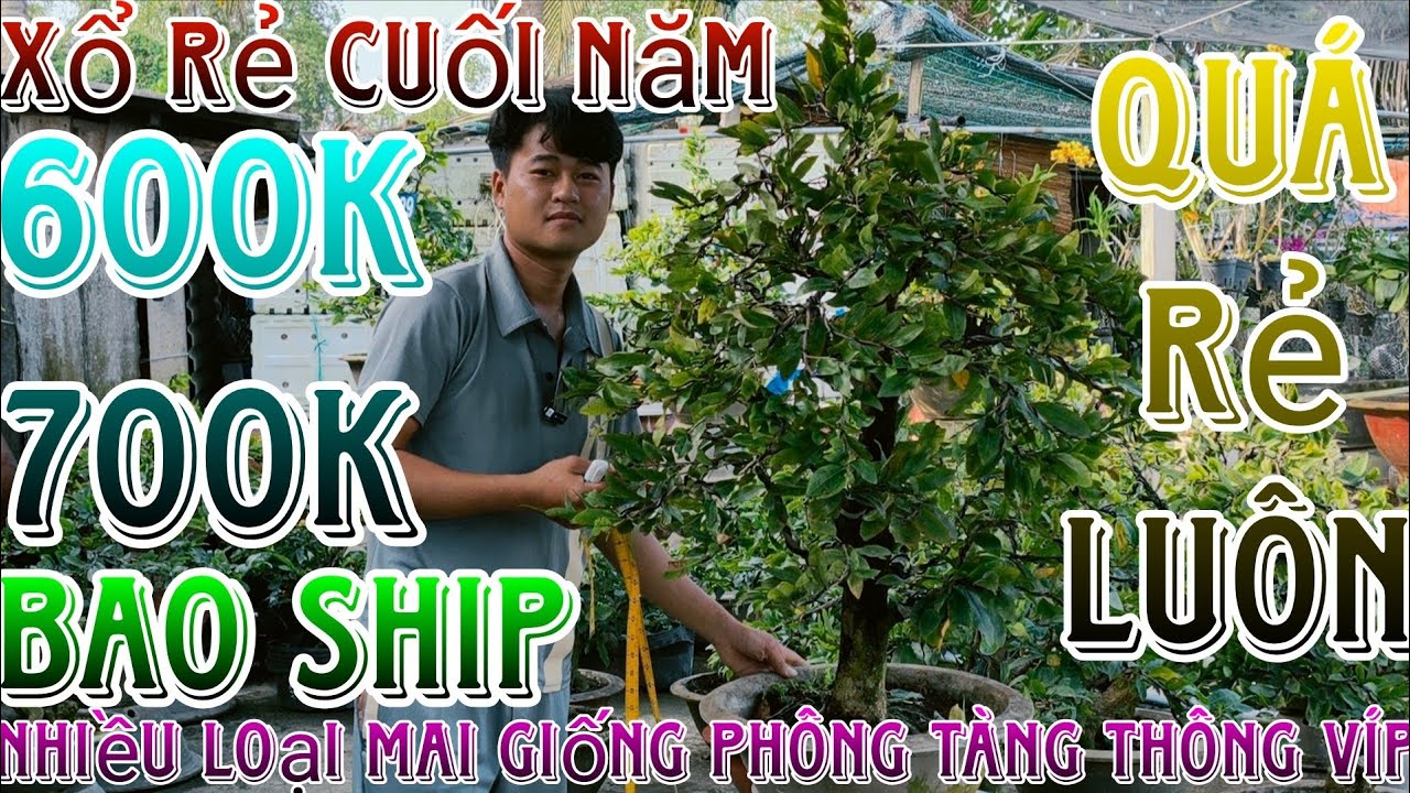 🌈30/1☎️0866459094(NAM)🔥Thanh lý dọn vườn xả rẻ lô mai ghép 2 mùa nút nụ chuẩn tết 2026 giá siêu rẻ
