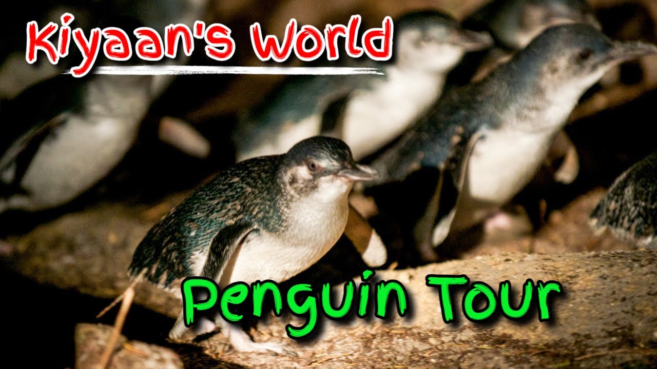 Bicheno Penguin Tour - Tasmania Holiday Diaries | Kiyaan's World