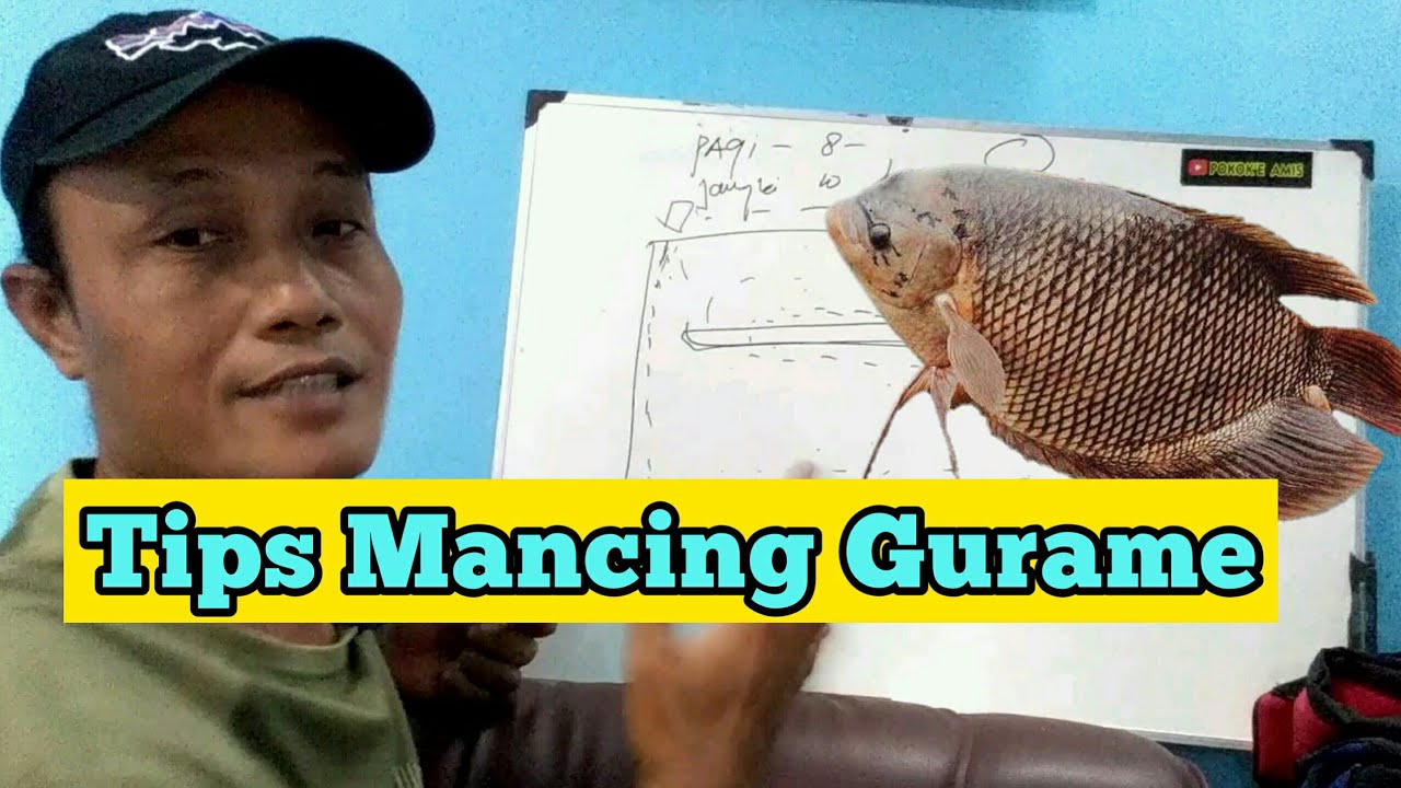 Teknik dan Strategi Mancing Gurame Kolam Harian