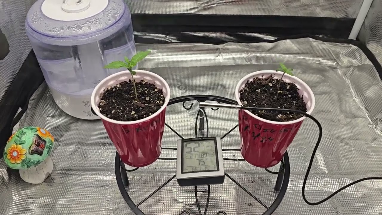 OG Kush/Sour Diesel 2024 Grow Mars Hydro TS1000 Seed Supreme Day 9/5