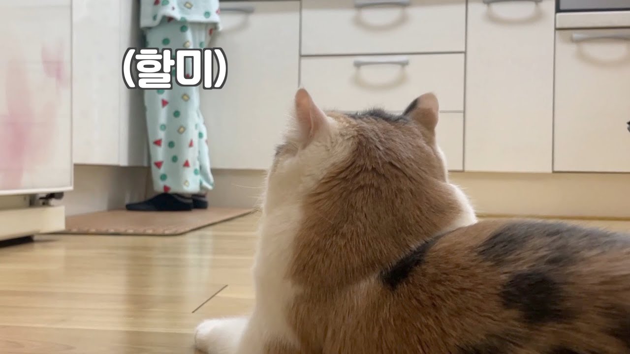 SUB) 하루종일 할머니만 쫓아다니는 김쫀떡 l 집사가 바뀐 거 같아요... l 김쫀떡 본가살이