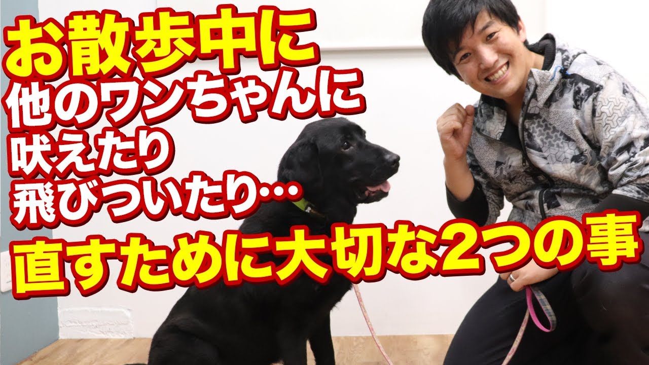 お散歩中に他のワンちゃんに飛びついたり、吠えたりする問題行動を解決するために必要な2つの事