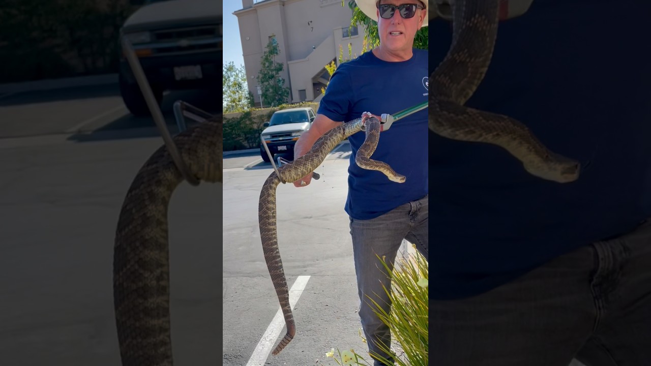 Большая гремучая змея в торговом центре в Сан-Диего 🐍 Это никогда не к добру #шопинг #бизнес #тор...