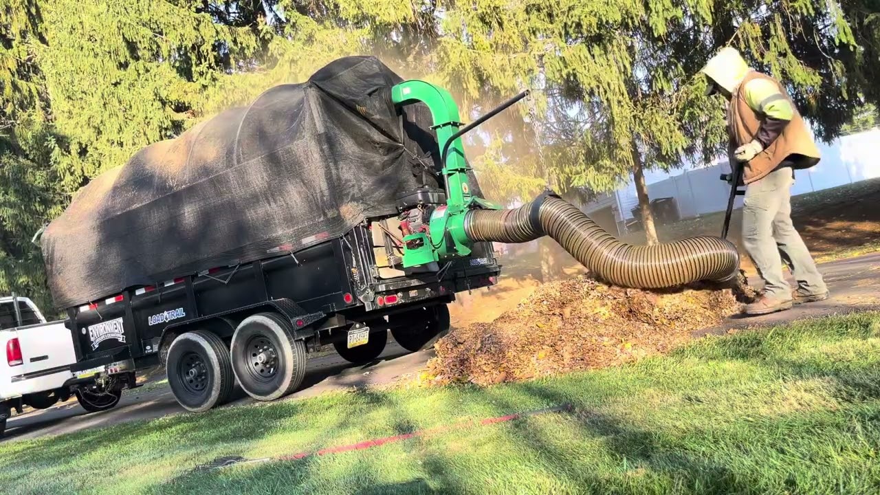 More Leaf clean ups!!!