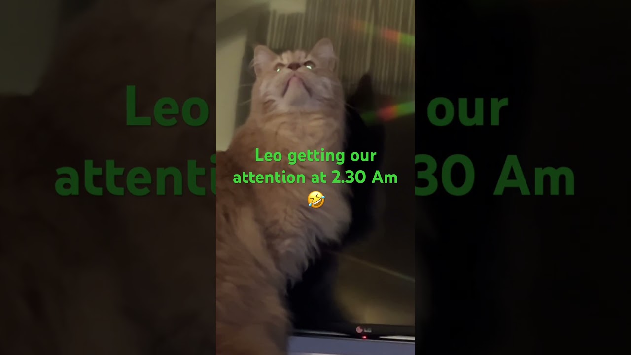 How our Maincoon gets our attention look out for his glowing eyes 👀