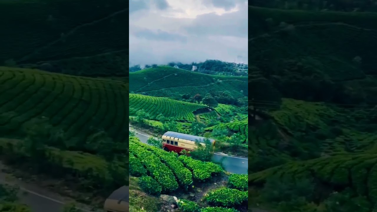 Assam tea garden know this is a most beautiful place 😍 ✨️ ❤️ #assam