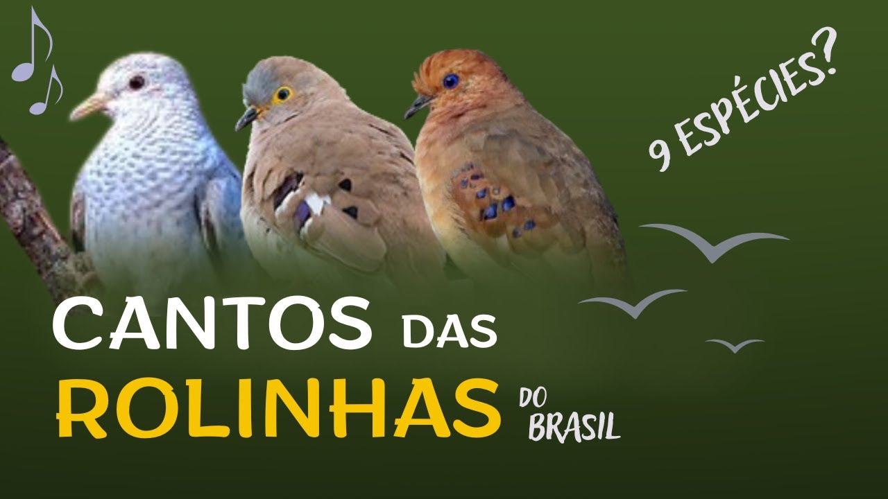 CANTO de TODAS as ROLINHAS do BRASIL