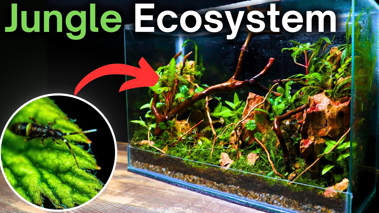 How To Make a Jungle Terrarium - Easy Step by Step Tutorial