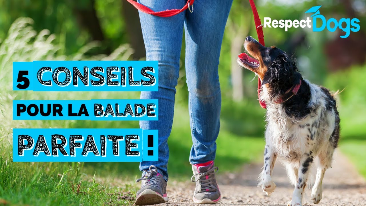 Comment bien PROMENER son chien? 5 Conseils