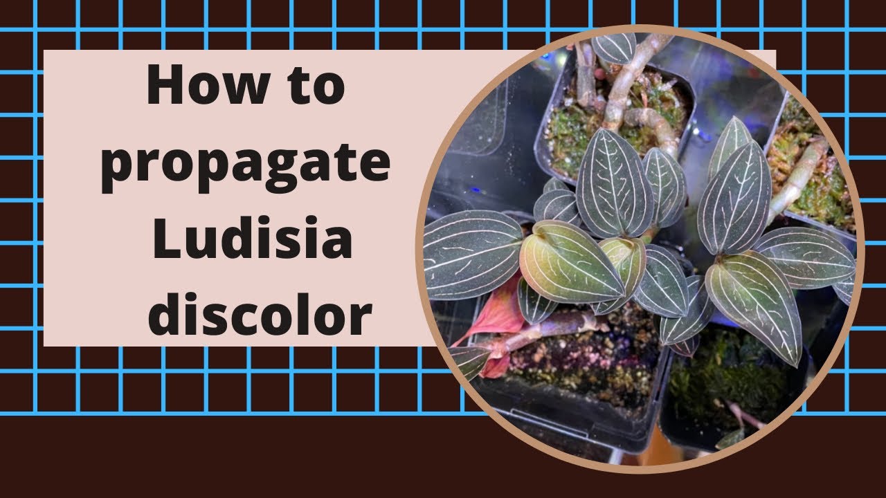 How to propagate Ludisia discolor