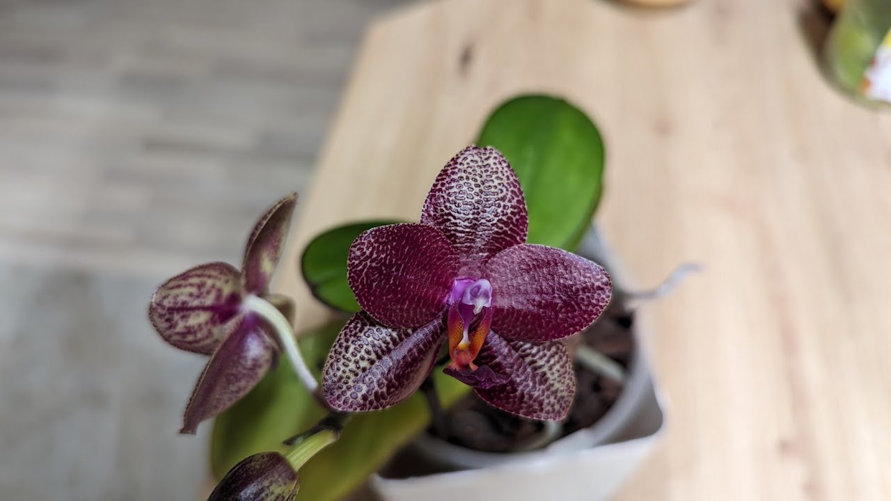 Phal. Mituo King 'K-Gold'