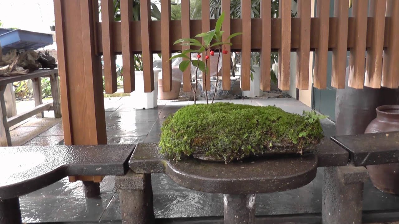 苔付き小盆栽