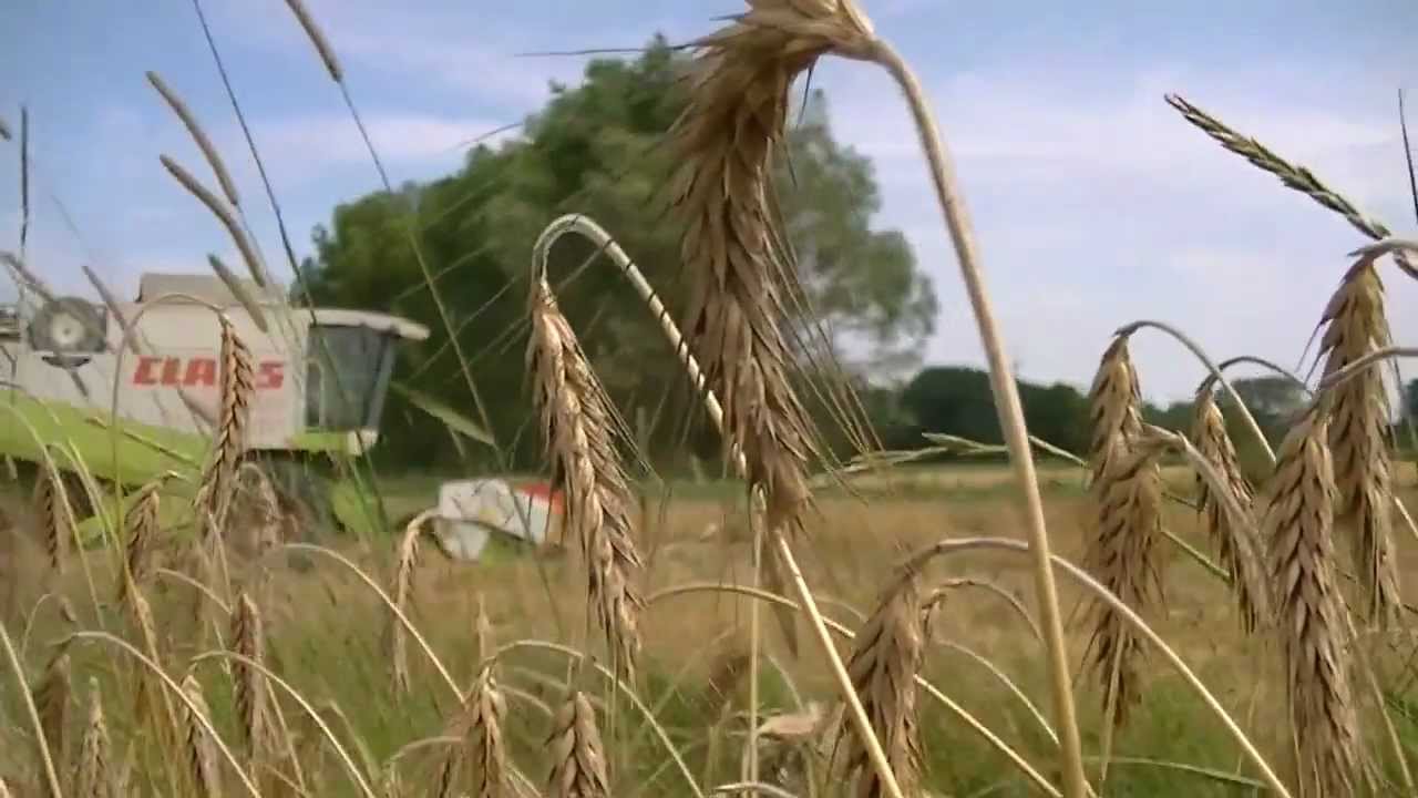 Żniwa z Lexionem II Claas Lexion 405 II Pszenżyto