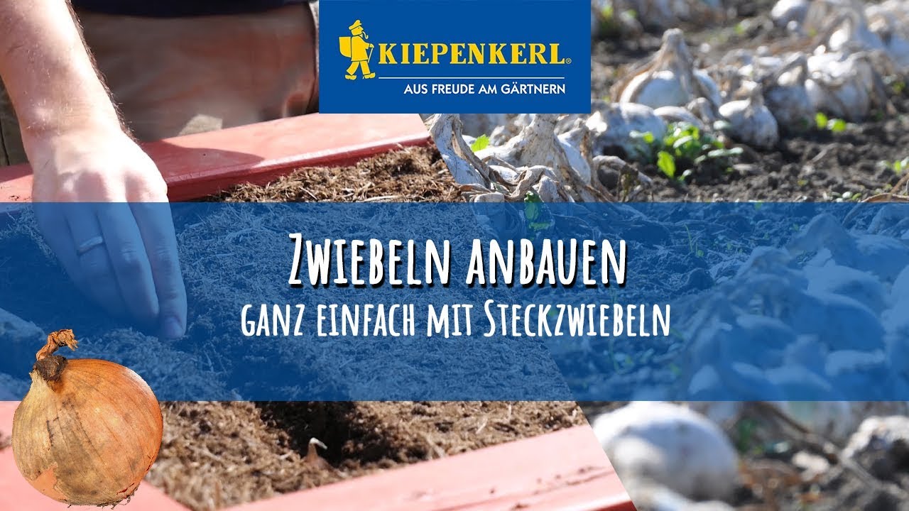 Zwiebeln richtig anbauen - Zwiebeln stecken