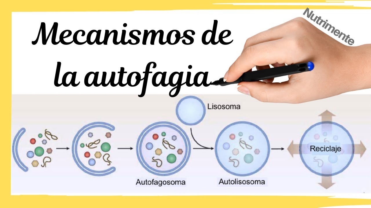 Mecanismos de la AUTOFAGIA