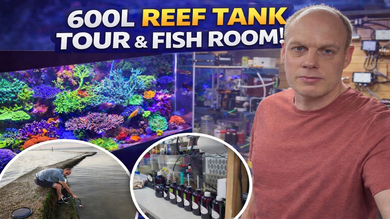 Reef Tank Tour & Fish room Man Cave 