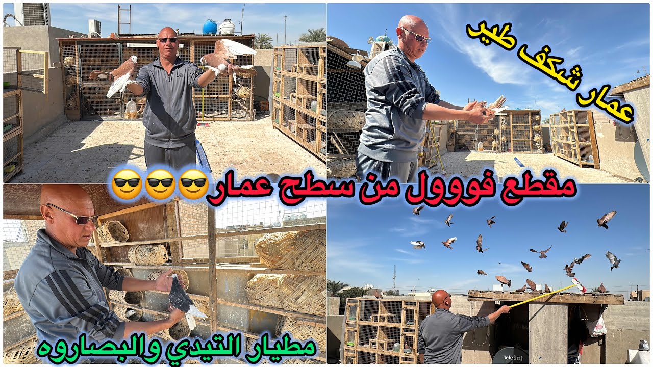 تصوير طيور عمار❤️❤️انواع عجيبه جايب😎😎عمار شغل الشكف😂😂مطيار الشوامل والتور والحمر والبصاروه والتيدي💕💕