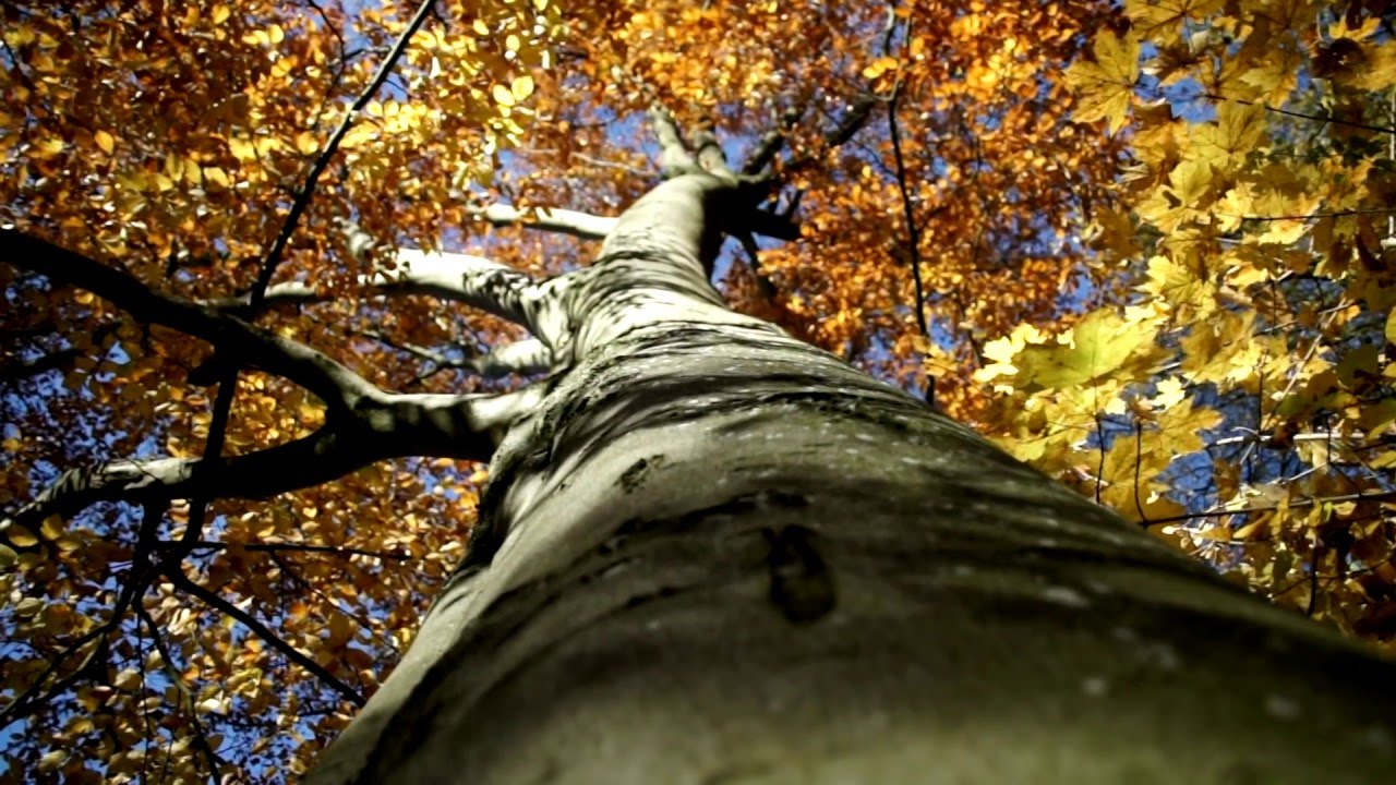 Goldener Herbst