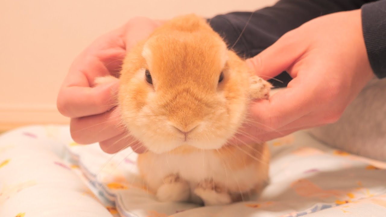 腕を酷使したせいで全身フニャフニャになってしまったウサギ【No.944】