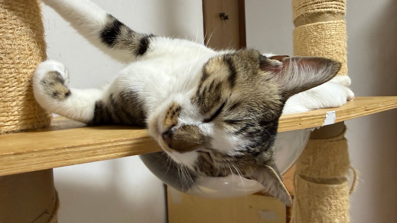 生後310日子猫とみんなとアモのしんやすこしだけ