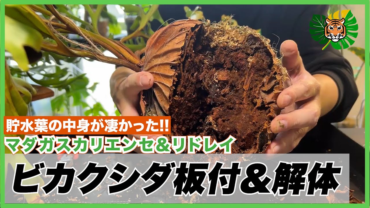 【ビカクシダ】マダガスカリエンセの小苗の板付と、ワイルド株のリドレイのメンテナンスでぶった切りしてしまいました