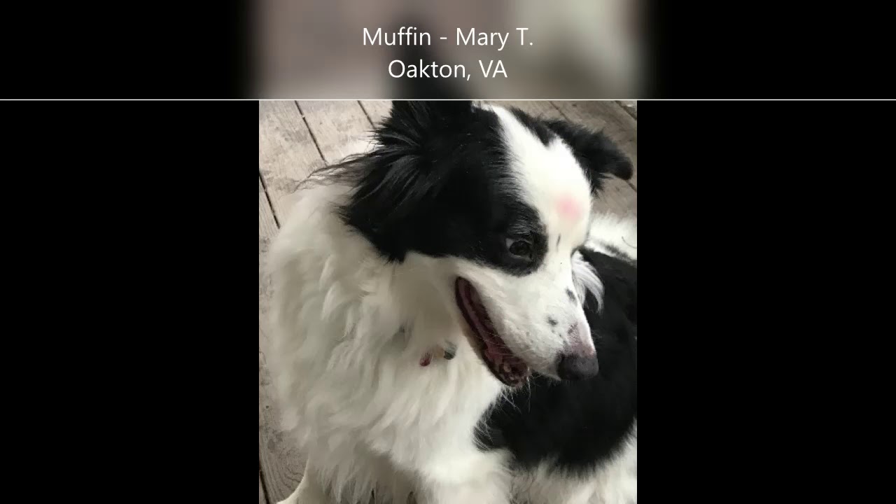 Our Clients Have the Cutest Pets