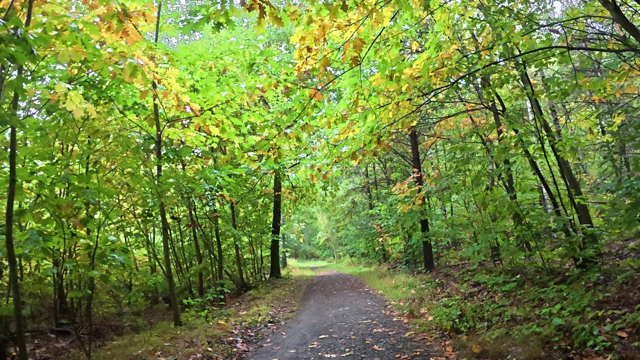 ASMR Spaziergang im Wald. Herbst Nieselregen. Klänge von Regen und Schritten auf Schotterwegen. 4K