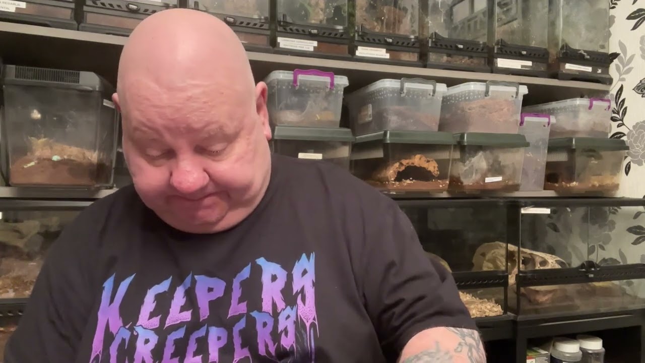 exlusive Dave&rsquo;s little beasties &pound;90 mystery box #tarantula #spider #arachnid #mysterybox #exclusive